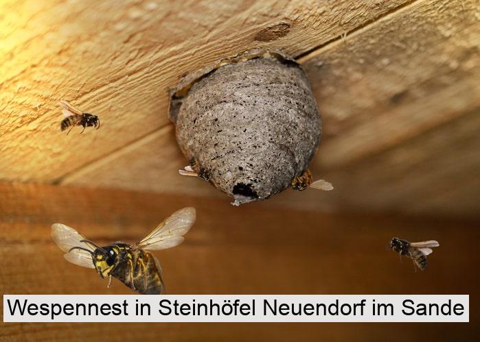 Wespennest in Steinhöfel Neuendorf im Sande